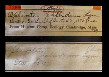 Media type: image;   Invertebrate Zoology OPH-769 Description: Original handwritten specimen labels;  Aspect: labels